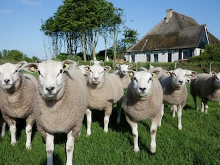 Vakantiepark De Cocksdorp Omgeving 13