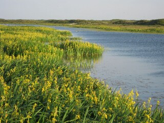 Ferienpark De Cocksdorp Umgebung 32