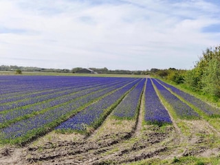 Vakantiepark De Cocksdorp Omgeving 23