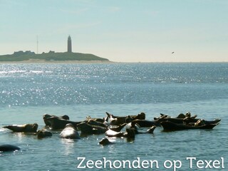 Vakantiepark Den Burg Omgeving 28