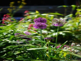 Parque de vacaciones Den Burg Entorno 33