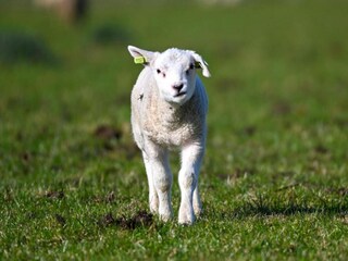 Vakantiepark Den Burg Omgeving 32