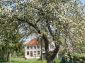 Baumblüte in Blütlingen