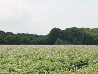Parc de vacances Oosterhout Environnement 10