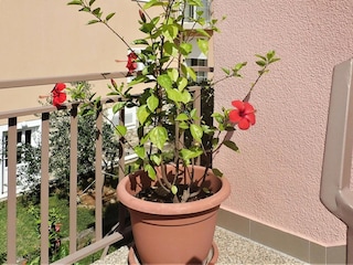 Vakantiepark Starigrad Buitenaudio-opname 5