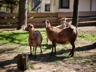 Ferienpark Alt Schwerin Außenaufnahme 5