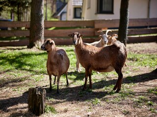 Ferienpark Alt Schwerin Außenaufnahme 3