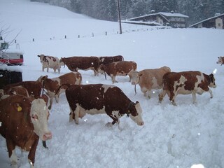 Appartamento per vacanze Hippach Ambiente 15