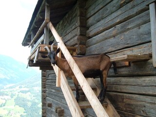 Appartamento per vacanze Hippach Ambiente 17