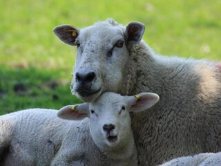 Holiday park Den Burg Environment 33