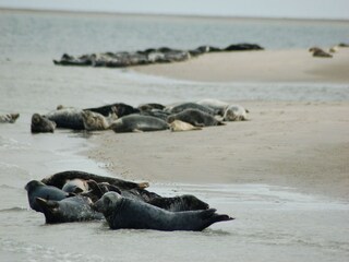 Parque de vacaciones De Koog Entorno 25