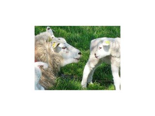 Vakantiepark De Koog Omgeving 16