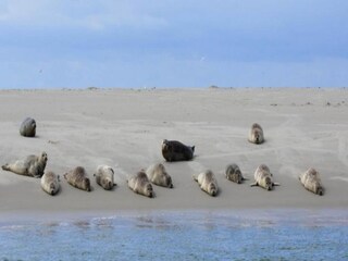 Vakantiepark De Koog Omgeving 33