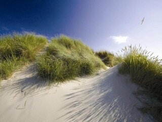 Vakantiepark De Koog Omgeving 17