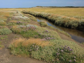 Vakantiepark De Koog Omgeving 16