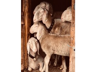 Appartamento per vacanze Zell am Ziller Ambiente 37