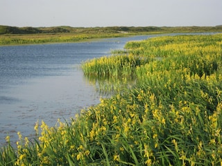 Ferienpark Den Burg Umgebung 8