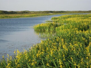 Vakantiepark Den Burg Omgeving 19