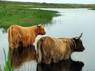 Ferienpark Den Burg Umgebung 14