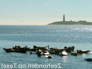Ferienpark Den Burg Umgebung 18