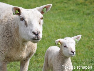 Ferienpark Den Burg Umgebung 26