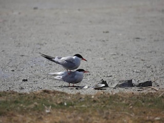 Vakantiepark Den Burg Omgeving 38