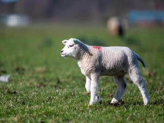 Parc de vacances Den Burg Environnement 15