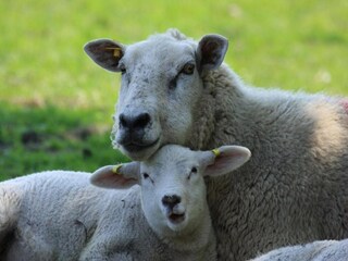 Parco vacanze Den Burg Ambiente 26