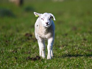 Holiday park Den Burg Environment 23