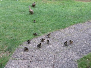 Ferienpark Les Eyzies-de-Tayac-Sireuil Umgebung 28