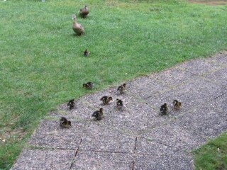 Parco vacanze Les Eyzies-de-Tayac-Sireuil Ambiente 29