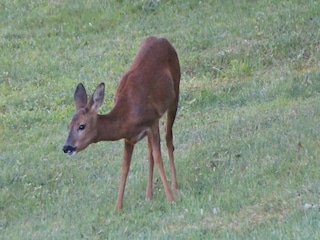 Parc de vacances Les Eyzies-de-Tayac-Sireuil Environnement 24