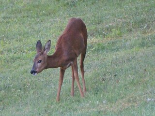 Parco vacanze Les Eyzies-de-Tayac-Sireuil Ambiente 28