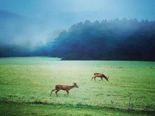 Ferienpark Les Eyzies-de-Tayac-Sireuil Umgebung 27