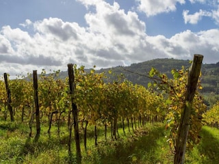 Parc de vacances San Casciano Environnement 40
