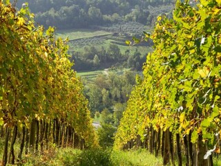 Vakantiepark San Casciano Omgeving 37