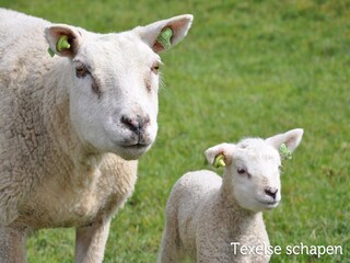 Vakantiepark Den Burg  21