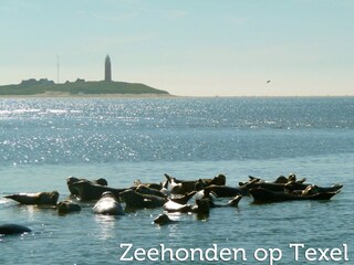 Vakantiepark Den Burg Omgeving 11