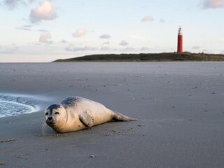 Vakantiepark Den Burg Omgeving 13