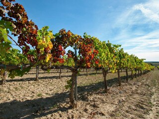 Parc de vacances Subirats Environnement 22