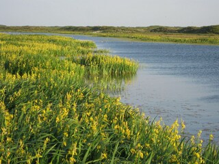 Vakantiepark Den Burg Omgeving 12