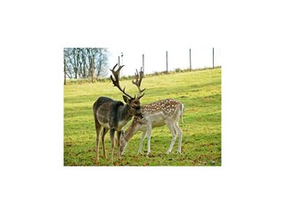 Maison de vacances Bertogne Enregistrement extérieur 2