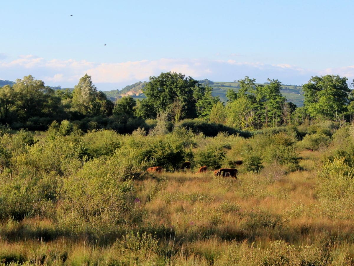 Petite Camargue, Frankreich nahe FeWo