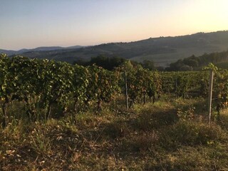 Vakantiepark San Casciano Omgeving 36