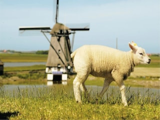 Holiday park De Koog  41
