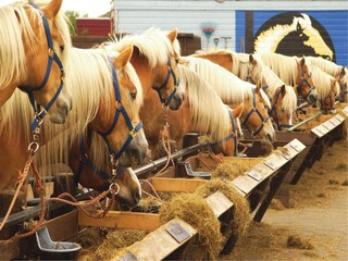 Ferienpark De Koog  25