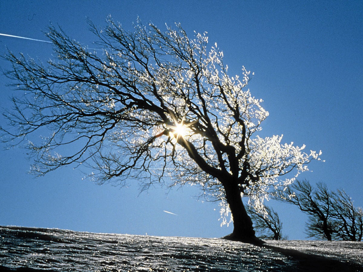 Windbuchen auf dem Berg Schauinsland im Schwarzwald