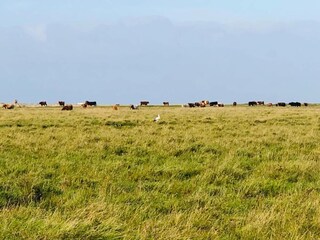 Apartment St. Peter-Ording Umgebung 20