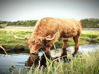 Appartement St. Peter-Ording Omgeving 32