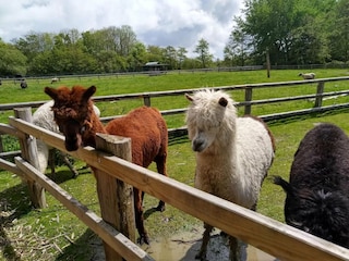 Apartment St. Peter-Ording Umgebung 27